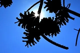 CANICULES EN EUROPE : CINQ SIGNES D’UN ÉTÉ EN SURCHAUFFE