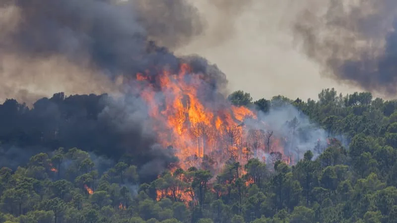 INCENDIE DANS LE VAR: UN HOMME DE 23 ANS MIS EN EXAMEN ET INCARCÉRÉ POUR PLUSIEURS DÉPARTS DE FEU VOLONTAIRES