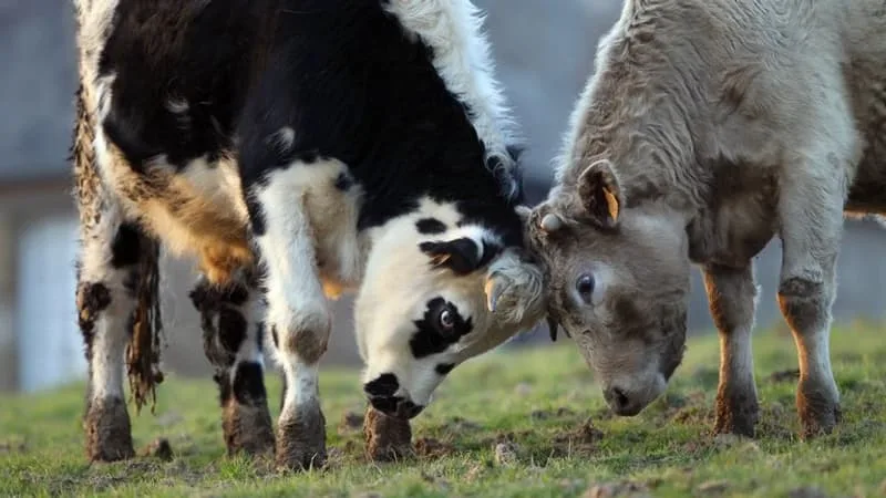 « L’ANIMAL BROUTAIT UN PEU TROP PROCHE DU BORD »: UN TAUREAU MEURT APRÈS AVOIR CHUTÉ D’UNE VINGTAINE DE MÈTRES EN BRETAGNE