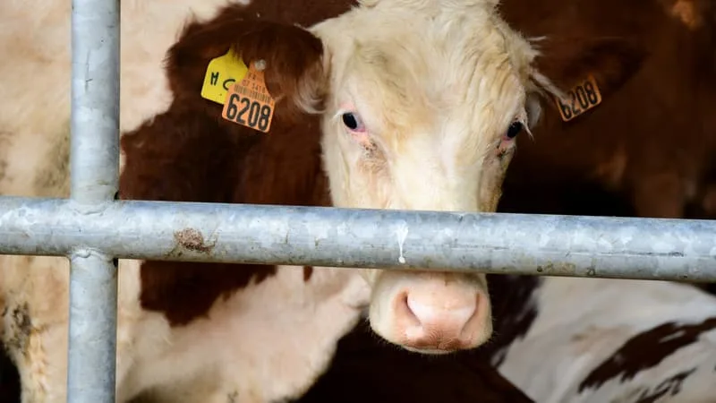 INVESTIR DANS UNE VACHE RAPPORTE 2 À 3 FOIS PLUS QU’UNE ASSURANCE-VIE: POURQUOI LE « BAIL À CHEPTEL » N’EST PAS PLUS RÉPANDU EN FRANCE (D’AUTANT QU’IL PERMET DE DÉSENDETTER LES AGRICULTEURS)