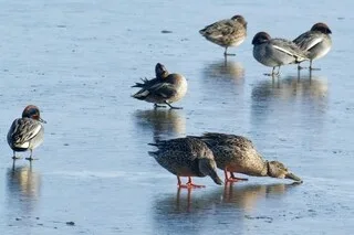 « UNE SITUATION CATASTROPHIQUE » : POURQUOI LA LPO DEMANDE LE REPORT DE LA CHASSE AUX OISEAUX D’EAU EN BRETAGNE ?