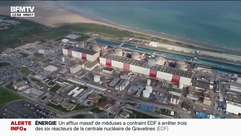 DES MÉDUSES CONTRAIGNENT EDF À ARRÊTER TROIS RÉACTEURS DE LA CENTRALE NUCLÉAIRE DE GRAVELINES
