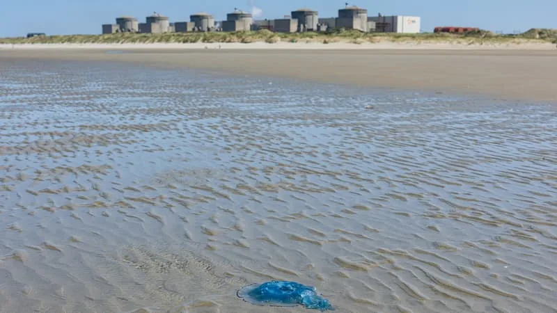 TROIS DES SIX RÉACTEURS DU SITE AVAIENT ÉTÉ ARRÊTÉS À CAUSE D’UN AFFLUX DE MÉDUSES: UNE DEUXIÈME TRANCHE DE LA CENTRALE NUCLÉAIRE DE GRAVELINES A ÉTÉ RECONNECTÉE