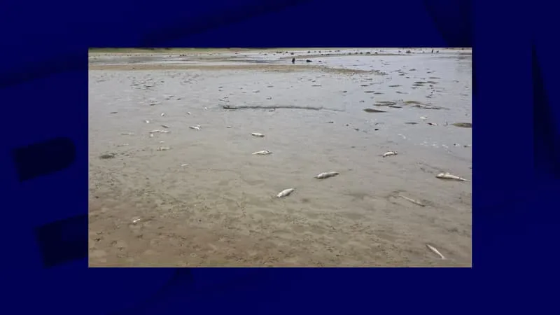 « UNE CATASTROPHE »: DES MILLIERS DE POISSONS RETROUVÉS MORTS DANS UN LAC DES LANDES