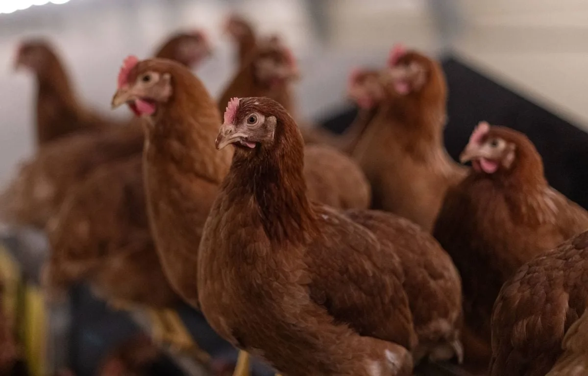 HAUTE-VIENNE : QUI VEUT ADOPTER L’UNE DE CES 600 POULES PROMISES À L’ABATTOIR ?