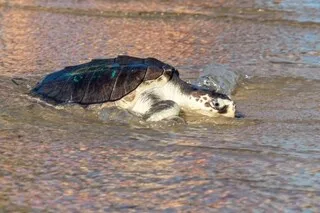 « C’EST INCROYABLEMENT ÉMOUVANT » : CETTE TORTUE RARE EST ENFIN RENTRÉE CHEZ ELLE APRÈS UN PÉRIPLE DE 8 000 KM EN AVION