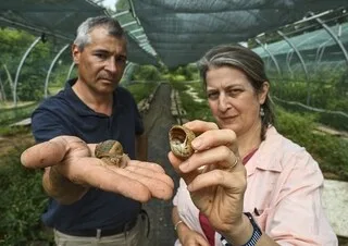 CES ÉLEVEURS D’ESCARGOTS VONT ARRÊTER LEUR ACTIVITÉ EN RAISON DES CANICULES ET « DES AUGMENTATIONS DE TOUTE PART »
