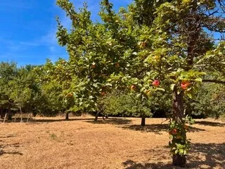 À CAUSE DE LA SÉCHERESSE, LA RÉCOLTE DE POMMES À CIDRE « AMPUTÉE DE 30 % »