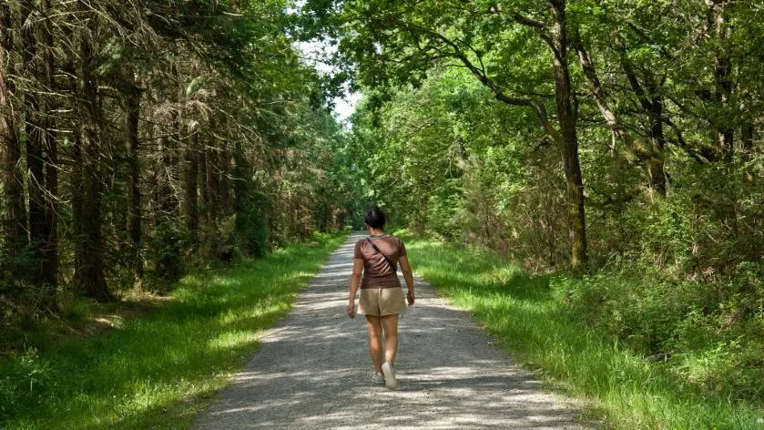 MÉTÉO DES FORÊTS : VOICI À QUOI IL FAUT FAIRE ATTENTION SI VOUS VOULEZ CHERCHER DE L’OMBRE SOUS LES ARBRES