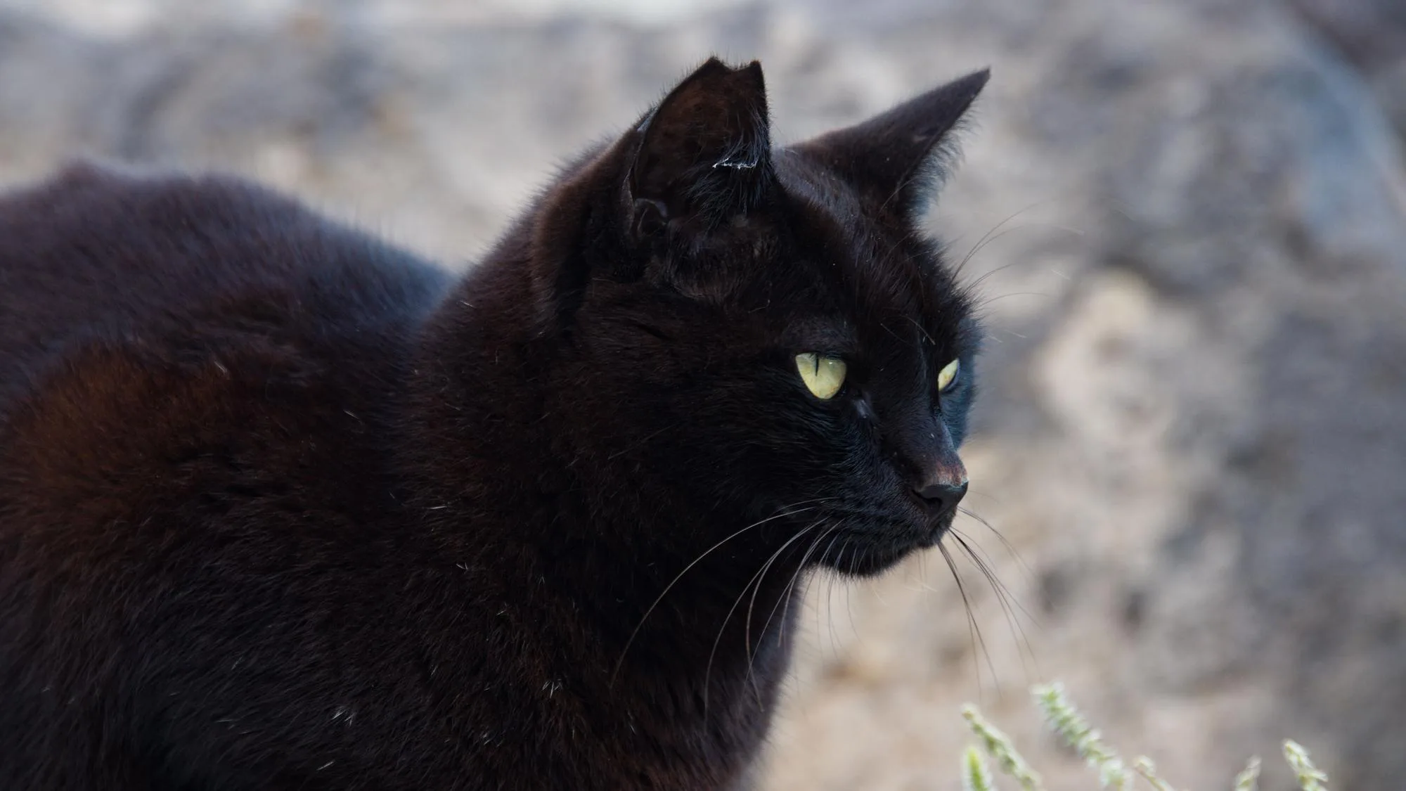 UNE FAMILLE PASSE SES VACANCES SUR UNE AIRE D’AUTOROUTE POUR RETROUVER SA CHATTE QUI A FUI