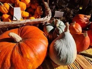 COMMENT RÉUSSIR LA RÉCOLTE DES POTIMARRONS ET AUTRES COURGES ? CINQ RÉPONSES DE NOTRE EXPERTE À VOS QUESTIONS