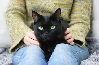 LES CHATS NOIRS PORTENT-ILS MALHEUR PARTOUT ? VOICI CE QUE RÉVÈLENT LES SUPERSTITIONS À TRAVERS LE MONDE