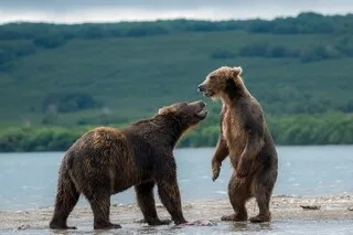 ATTAQUÉ PAR UN OURS, CET ADOLESCENT SURVIT MIRACULEUSEMENT GRÂCE… À SON TÉLÉPHONE