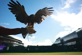 QUI EST « RUFUS », CET ANIMAL STAR D’UN MÈTRE D’ENVERGURE QUI PROTÈGE LE GAZON DE WIMBLEDON DEPUIS 2008 ?