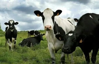 POURQUOI LES CHEVAUX PORTENT-ILS DES ŒILLÈRES, MAIS PAS LES VACHES ? ON VOUS RÉPOND