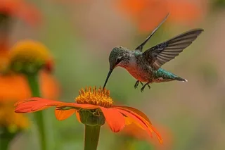 MÉDUSES, MOUSTIQUES ET COLIBRIS : COMMENT FONT‑ILS POUR GOÛTER LEURS ALIMENTS ALORS QU’ILS N’ONT PAS DE LANGUE ?