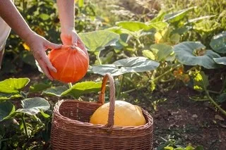 JARDIN : RÉCOLTER LES COURGES AU POTAGER, DÉMARRER UN COMPOST… VOICI LES QUINZE GESTES À FAIRE EN OCTOBRE