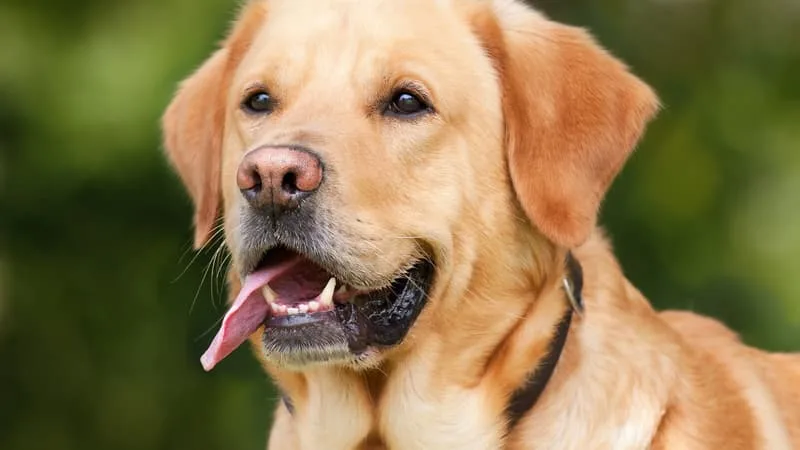 DEUX COMMUNES DU PAS-DE-CALAIS INTERDISENT DE LAISSER UN ANIMAL SEUL DANS UN VÉHICULE LORS DE FORTES CHALEURS