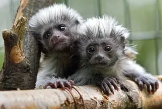 SINGES VOLÉS DANS UN ZOO PRÈS DE PAU : ONZE ANIMAUX ONT ÉTÉ RETROUVÉS, PLUSIEURS PERSONNES INTERPELLÉES