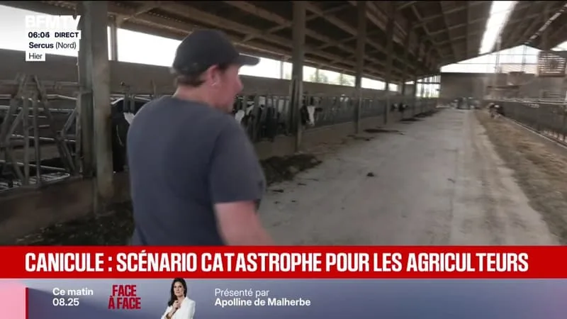 « LA PERTE DE LAIT A ÉTÉ ÉNORME »: À CAUSE DE LA CANICULE, VERS UN SCÉNARIO CATASTROPHE POUR LES AGRICULTEURS
