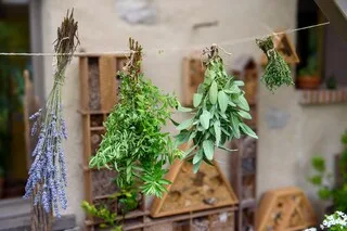 PLANTES AROMATIQUES, FRUITS ET LÉGUMES : VOICI COMMENT LES FAIRE SÉCHER POUR LES CONSERVER
