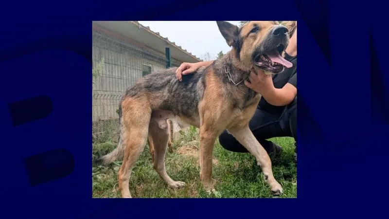 UN CHIEN SAUTE DU TROISIÈME ÉTAGE, LES AUTORITÉS DÉCOUVRENT UNE DIZAINE D’ANIMAUX DANS UN APPARTEMENT « DANS UN ÉTAT D’INSALUBRITÉ PRÉOCCUPANT »