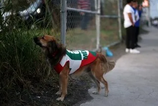 COMMENT UNE VICTOIRE DU MEXIQUE EN COUPE DU MONDE A PERMIS DE RETROUVER CETTE CHIENNE DISPARUE DEPUIS UN MOIS