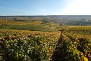LE CORPS CALCINÉ D’UNE FEMME DÉCOUVERT DANS DES VIGNES DU GARD PAR UN OUVRIER AGRICOLE, LA PISTE CRIMINELLE PRIVILÉGIÉE