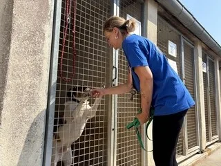 « ON A PRIS TOUT LE MONDE » : RESCAPÉS DE LA GUERRE EN UKRAINE, CES CHIENS ET CHATS ONT TROUVÉ REFUGE EN NORMANDIE