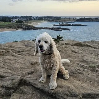 UNE PETITE CHIENNE MEURT BRUTALEMENT APRÈS UNE TRAVERSÉE D’UN PARC EN BRETAGNE, PROBABLEMENT INTOXIQUÉE AUX STUPÉFIANTS