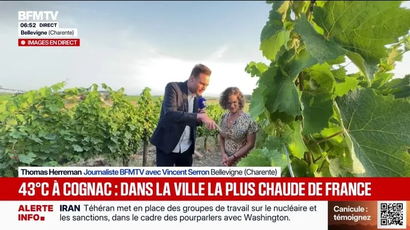 CANICULE: 43 DEGRÉS À COGNAC, INQUIÉTUDE POUR LES VIGNES QUI SUBISSENT LA CHALEUR