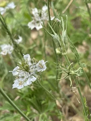 DISPARUE DEPUIS PRÈS DE 150 ANS EN SARTHE, CETTE FLEUR RARE A ÉTÉ REDÉCOUVERTE