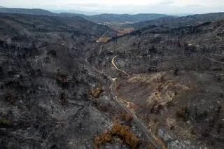LE « TRAIL DES CENDRES » : QUAND UNE COURSE EST ORGANISÉE FAIRE REVIVRE UN TERRITOIRE DÉVASTÉ PAR LES INCENDIES