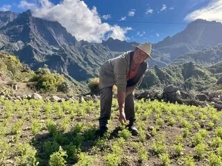 À LA RÉUNION, UN NOUVEL ÉPISODE DE SÉCHERESSE PERTURBE LA PRODUCTION DE LENTILLES DE CILAOS