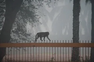 QUATRE PERSONNES PÉRISSENT EN LUTTANT CONTRE LES INCENDIES DANS UN PARC NATIONAL D’INDONÉSIE