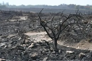 APRÈS L’INCENDIE DU CAP FRÉHEL, COMBIEN DE TEMPS VA METTRE LA BIODIVERSITÉ POUR SE REMETTRE DES 38 HECTARES BRÛLÉS ?