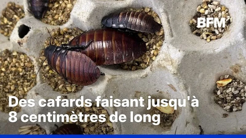 AUSTRALIE: PLUS DE 100.000 CAFARDS ILLÉGAUX SAISIS