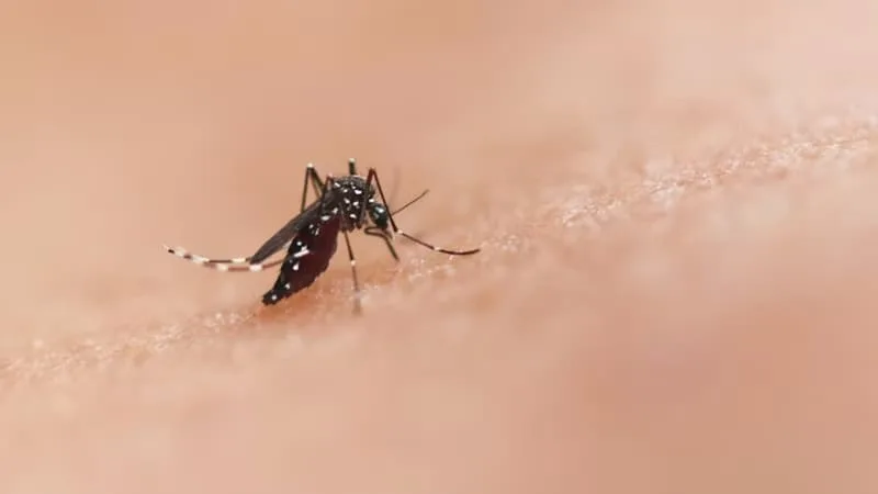UNE VINGTAINE DE CAS AUTOCHTONES DE CHIKUNGUNYA ONT ÉTÉ IDENTIFIÉS EN FRANCE MÉTROPOLITAINE
