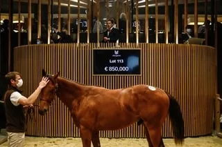 RECORD BATTU AUX VENTES DE YEARLINGS DE DEAUVILLE AVEC UN POULAIN À 4,6 MILLIONS D’EUROS