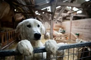 QUIZ. ÊTES-VOUS INCOLLABLE SUR LES RACES DE CHIENS ?