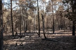 APRÈS L’INCENDIE DÉVASTATEUR EN JUILLET, LA FORÊT DE FONTAINEBLEAU ROUVRE AU PUBLIC CE SAMEDI