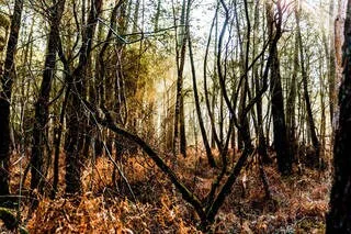 ENTRETIEN. LA FORÊT DE BROCÉLIANDE SITUÉE À PAIMPONT : UNE « INVENTION POUR DONNER UN PASSÉ GLORIEUX À LA BRETAGNE » ?