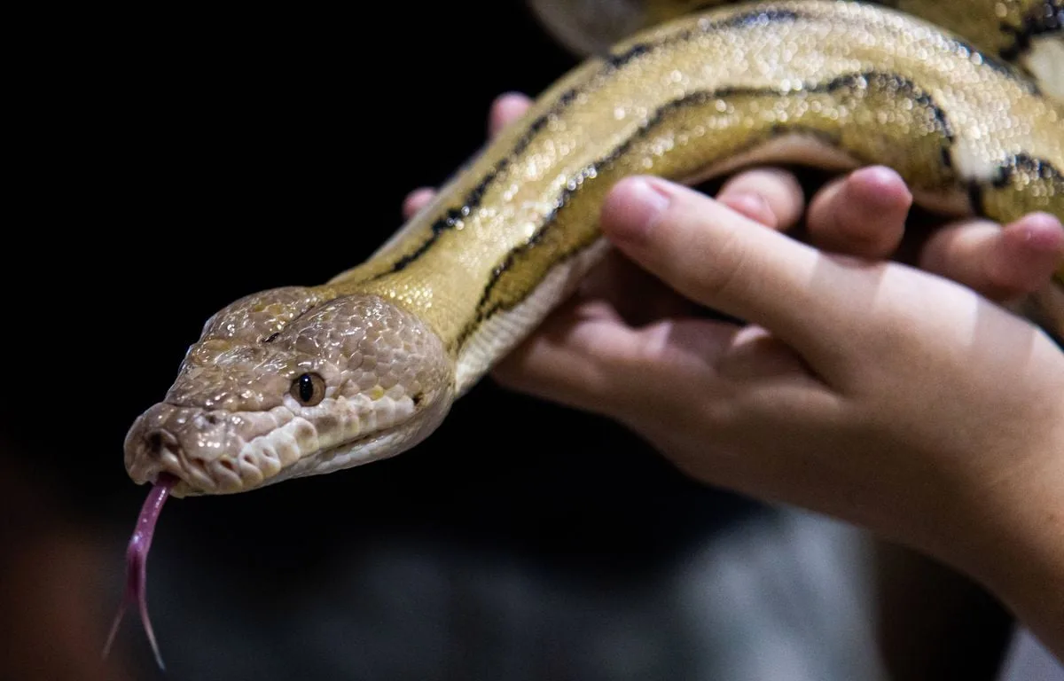 PAYS-BAS : UN CONDUCTEUR IVRE VOYAGEAIT AVEC SES PYTHONS SOUS L’ACCOUDOIR ET LE REPAS BIEN VIVANT DES REPTILES