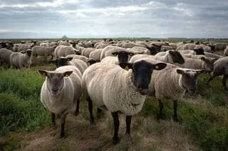 REPORTAGE. UN ÉTÉ DANS LES PRÉS-SALÉS AUPRÈS DES AGNEAUX AOP DU MONT-SAINT-MICHEL : LES ÉLEVEURS AUX PETITS SOINS