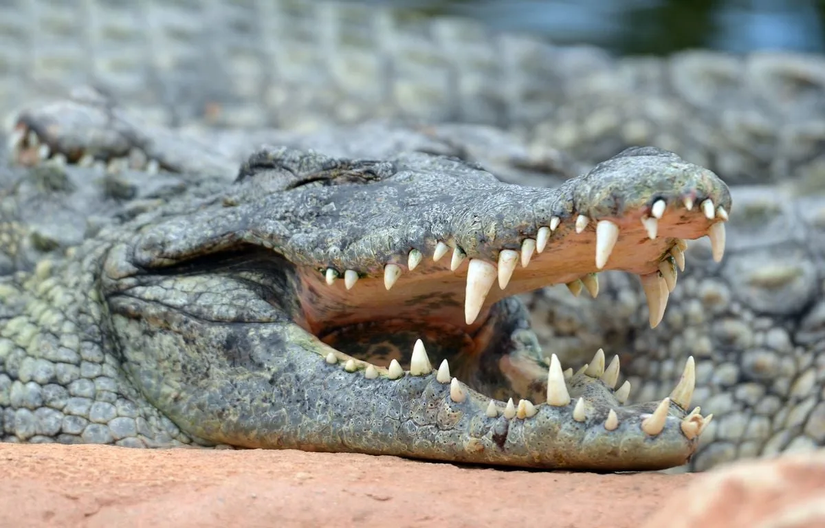ITALIE : IL TRANSPORTAIT LE CRÂNE D’UN CROCODILE DANS SES VALISES, UN VOYAGEUR ARRÊTÉ À L’AÉROPORT