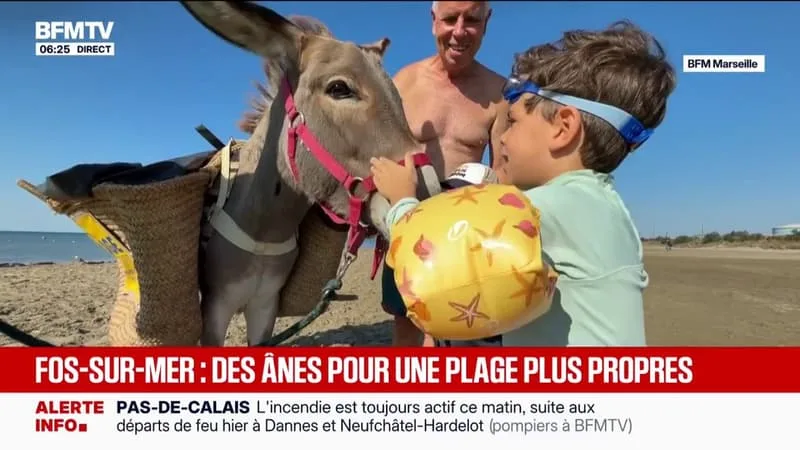 FOS-SUR-MER: DEUX ÂNES AIDENT AU NETTOYAGE DES PLAGES, POUR LE PLUS GRAND BONHEUR DES TOURISTES