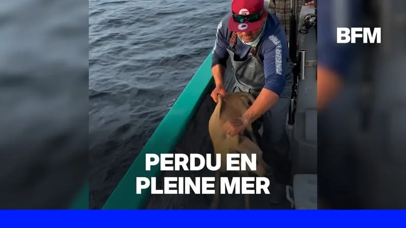 MEXIQUE: DES PÊCHEURS SAUVENT UN CHIEN PERDU AU MILIEU DE L’OCÉAN