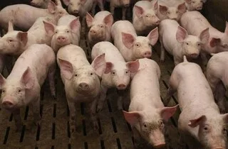 « PLUS DE 300 CADAVRES » DE PORCS DANS UNE EXPLOITATION EN BRETAGNE : LA PRÉFECTURE PREND DES MESURES CONTRE L’ÉLEVAGE