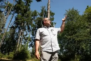 REPORTAGE. FEUILLES GRILLÉES, ARBRES DÉCIMÉS : CHALEUR ET SÉCHERESSE FRAGILISENT LA FORÊT