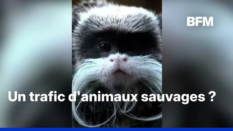 EN CHARENTE-MARITIME, DEUX BÉBÉS TAMARINS ONT ÉTÉ VOLÉS DANS LE ZOO DE LA PALMYRE